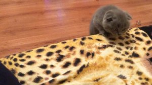 Почему кот гадит мимо лотка? Причины по которым кошка ходит по большому и маленькому не в лоток