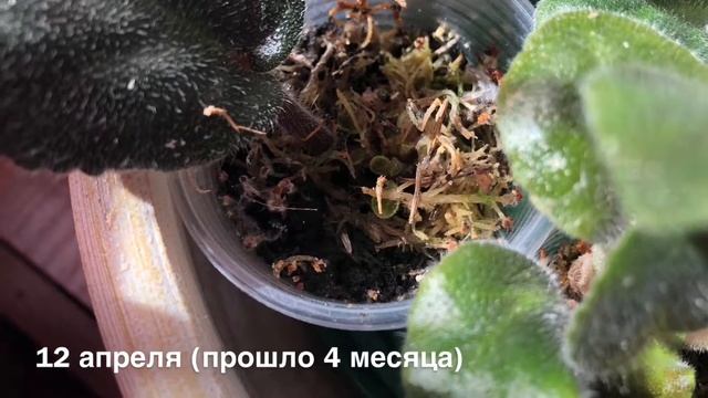 Несколько фиалок в одном горшке (результаты) смотреть онлайн