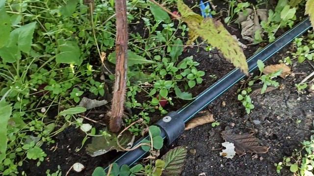 Подготовка ремонтантной малины к зиме. Омск, 14.10.2021г. смотреть онлайн