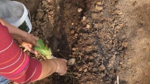 КАК ПРАВИЛЬНО ПЕРЕСАДИТЬ ИРИСЫ (26.09.2017)