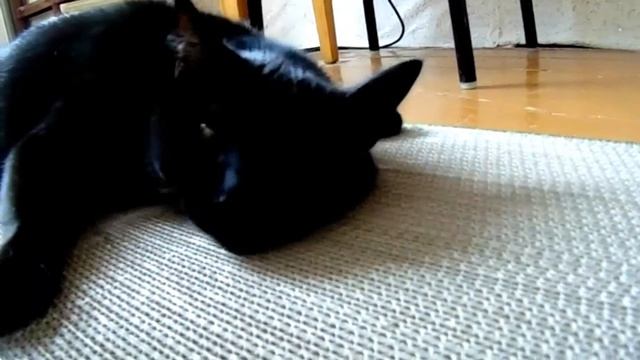 Кот и мята смотреть онлайн