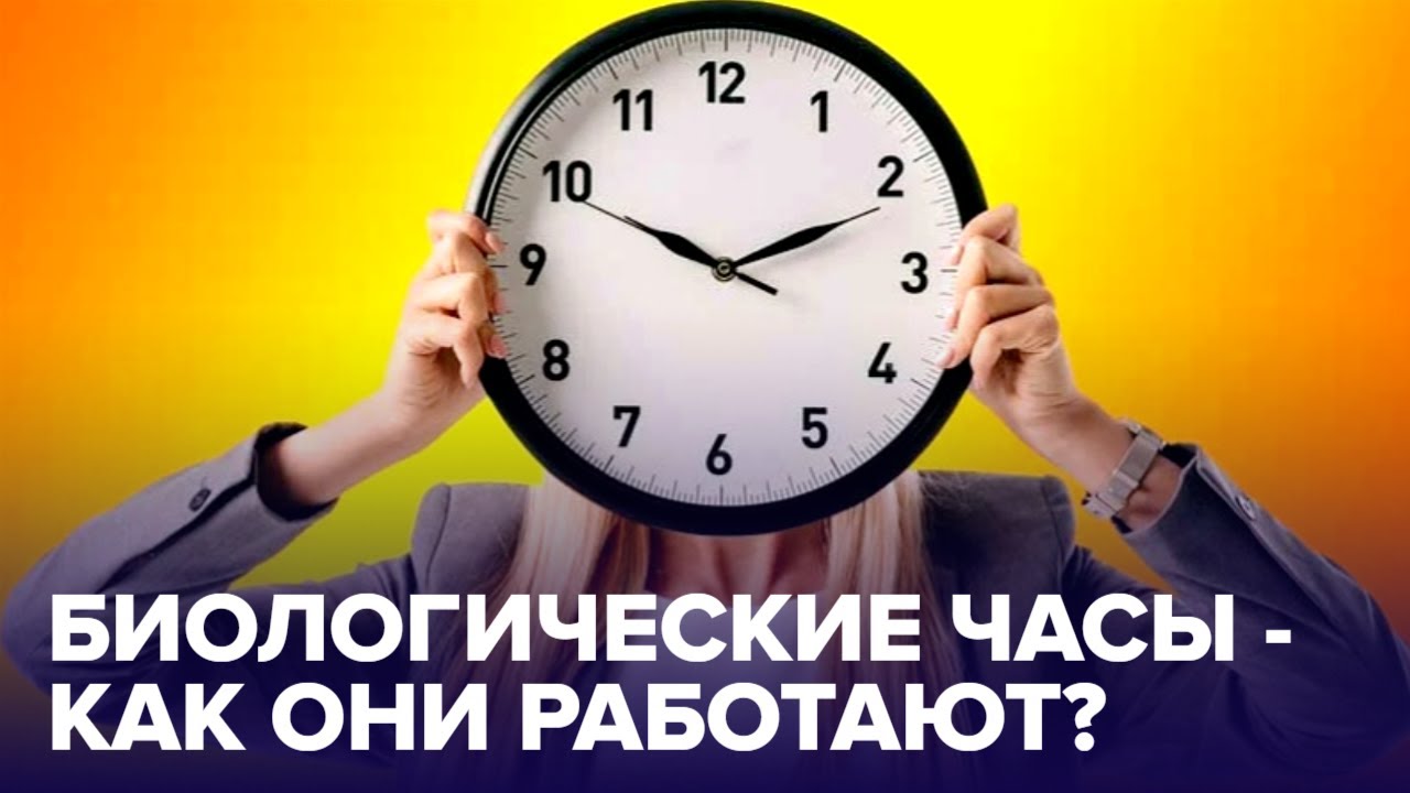 10 часов биологии. Биологические часы. Биологические часы человека 25 часов. Часы подъема работоспособности. Биологические часы кожи.