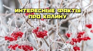 Интересные факты о калине. ТОП (новое)