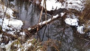 Добыли бобра 14.5 кг