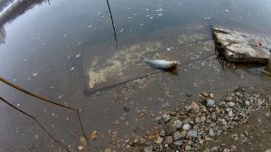 Зимняя рыбалка на маховую удочку продолжается