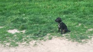 Дрессировка английского стаффордширского бультерьера.