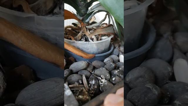 orchidée feuille sèche (français et arabe) смотреть онлайн