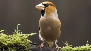 Пение (крики) дубоноса