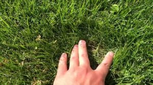 Тонконіг лучний, Мятлик луговой, Poa pratensis