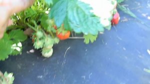 КЛУБНИКА сорт "Фестивальная" // STRAWBERRY grade "Festival"