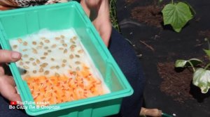 И теплица не нужна! Огурцы завалят урожаем, если посадите огурцы в открытый грунт этим способом.