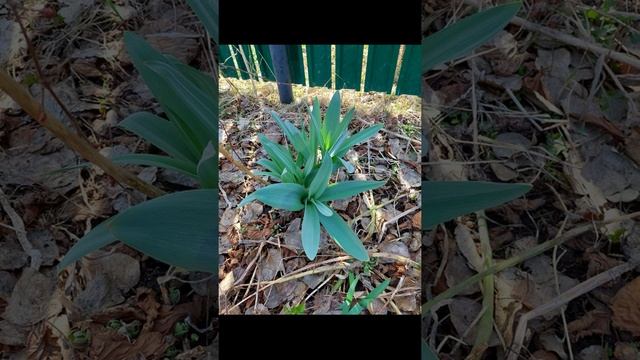 лук Суворова и Рокамболь