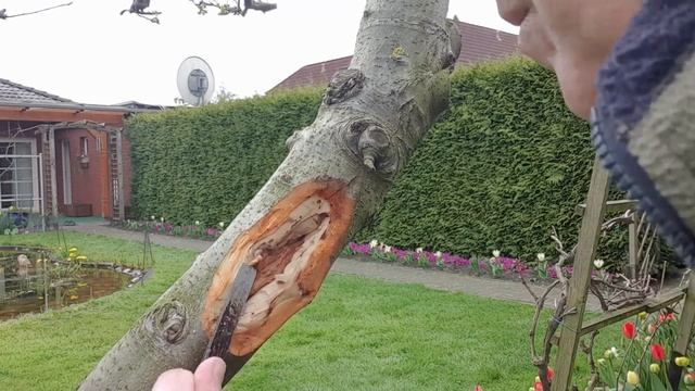 Как вылечить плодовое дерево