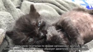 Как определить пол котенка?