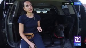 Правила перевозки собак в автомобиле