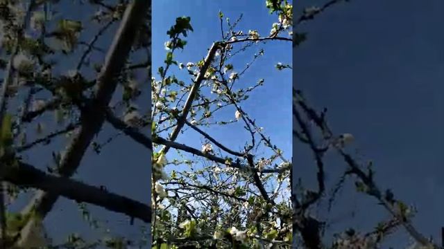 "Экзотические растения"?на даче?:цветение фруктовых деревьев / Exotic plants: flowering fruit trees