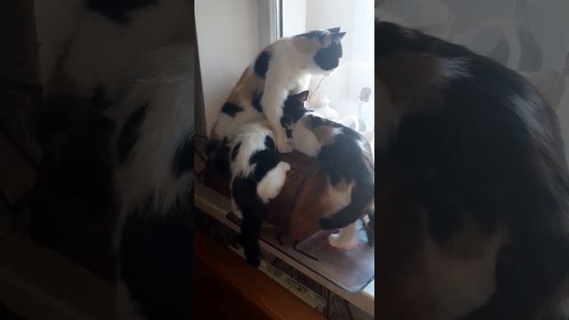 И тут маму достали. Великовозрастные сосуны.. смотреть онлайн