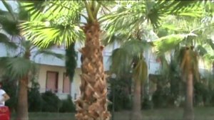 Турция АЛАНИЯ. MCS OASIS BEACH CLUB. Вся правда об отеле или как комфортно заселится?!: