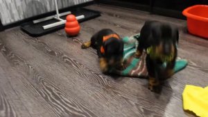 ЩЕНКИ ДОБЕРМАНА Щеночки добермана 35 дней ИГРЫ СОБАК