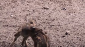 Голоса домашних животных / Pet voices