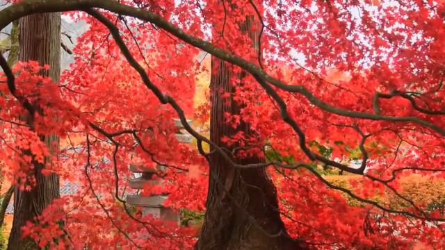 Relaxing Music, Meditation Music, Study & Sleep Music - Color Series: Episode 4 - Relax With Red смотреть онлайн