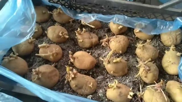 Как увеличить количество пасынков и урожай картофеля? смотреть онлайн