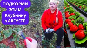 ЧЕМ ПОДКОРМИТЬ КЛУБНИКУ В АВГУСТЕ после обрезки?Любимая подкормка .