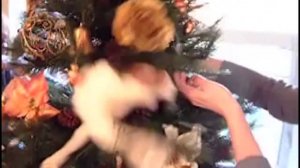 Christmas Crazy Cats