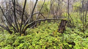 Осень снова радует опятами