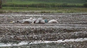 Загрязнение реки Кичи-Талдык, село Бек-Жар.