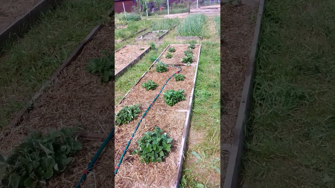 пробуем новые поливалки #природноеземледелие #сад #мульчирование #дача #огород #garden #природа