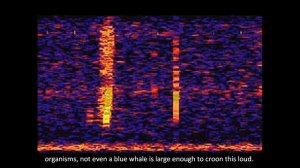 The Bloop: A Mysterious Sound from the Deep Ocean | NOAA SOSUS