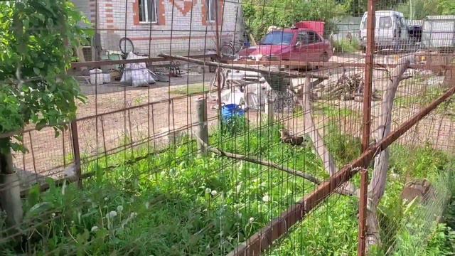 Две козы