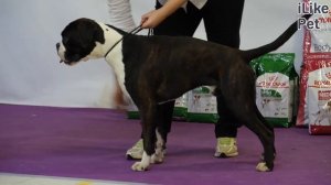 4 причины, почему собака виляет хвостом