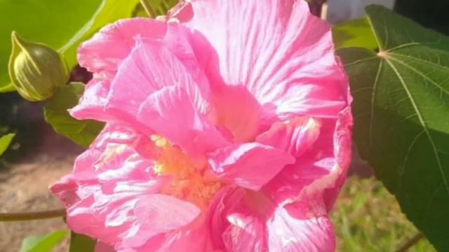 എന്റെ കുറെ ചെടികൾ 🤗🤗🤗🤗 കാണണ്ടേ??? #My Flowering Plants смотреть онлайн