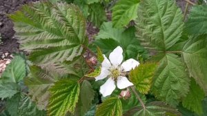 Цветы разных сортов ежевики