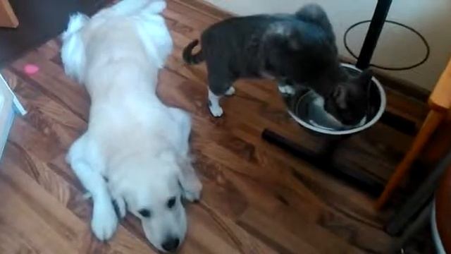 кот и пес. часть 2.2 смотреть онлайн