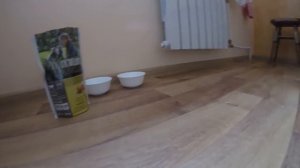 Шотландская Вислоухая Кошка Кушает Корм Пронатюр Холистик ? Лучший Корм для Котят
