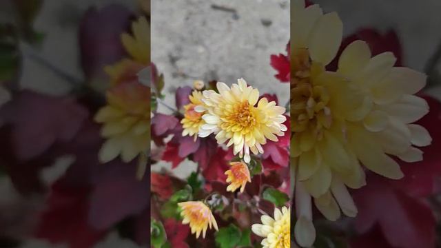 хризантема мультифлора шаровидная (10) #мультифлора #хризантема #хризантемамультифлора #цветы