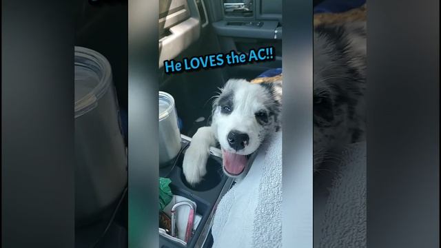 Thrasher the Blue Merle Border Collie смотреть онлайн