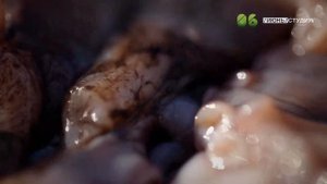 ЯЗЬ ПРОТИВ ЕДЫ Кения