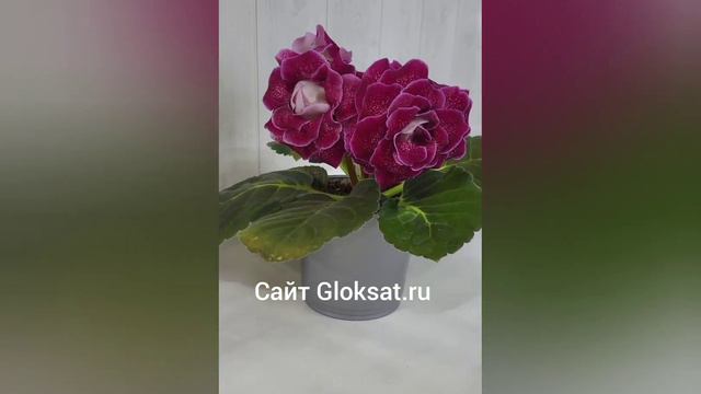 САТ- Пьяная Вишня 🍒 😜🤗#глоксинииСАТ#глоксинии#семенаглоксинии#семенапочтой#купитьсемена