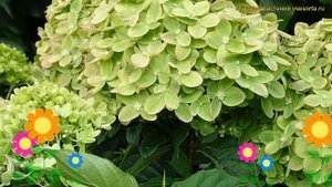 Гортензия метельчатая Мохито. Краткий обзор, описание характеристик hydrangea paniculata Mojito