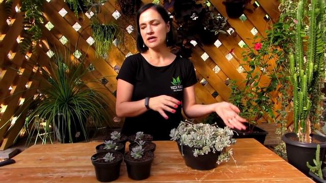 LINDAS Rosetas-Entrelaçadas - Orostachys boehmeri смотреть онлайн