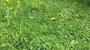 Клип на песню "Несе Галя воду"