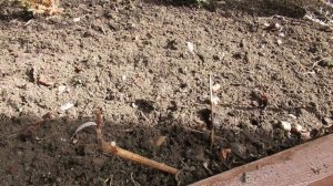 Как сохранить купленное зимой-ранней весной садовое растение до посадки.Часть 2