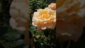 Роза Поль Рикар 2-ой сезон, полуроспуск