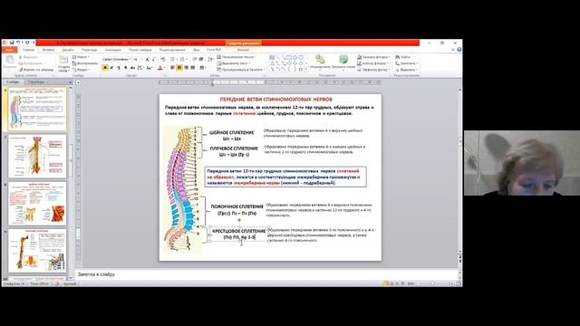 4. Переферическая нервная система смотреть онлайн