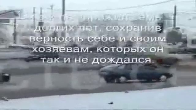 Русский "Хатико" в Тольятти смотреть онлайн