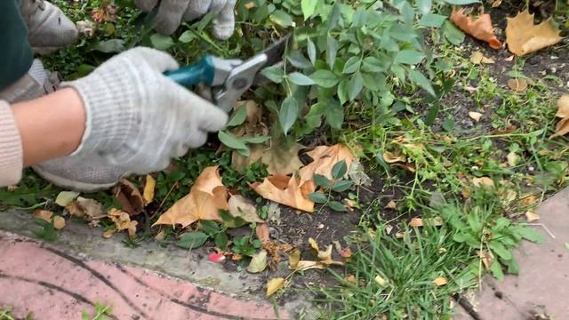 Как обрезать розы на зиму